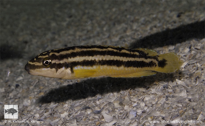Julidochromis sp. 'ornatus uvira' Uvira